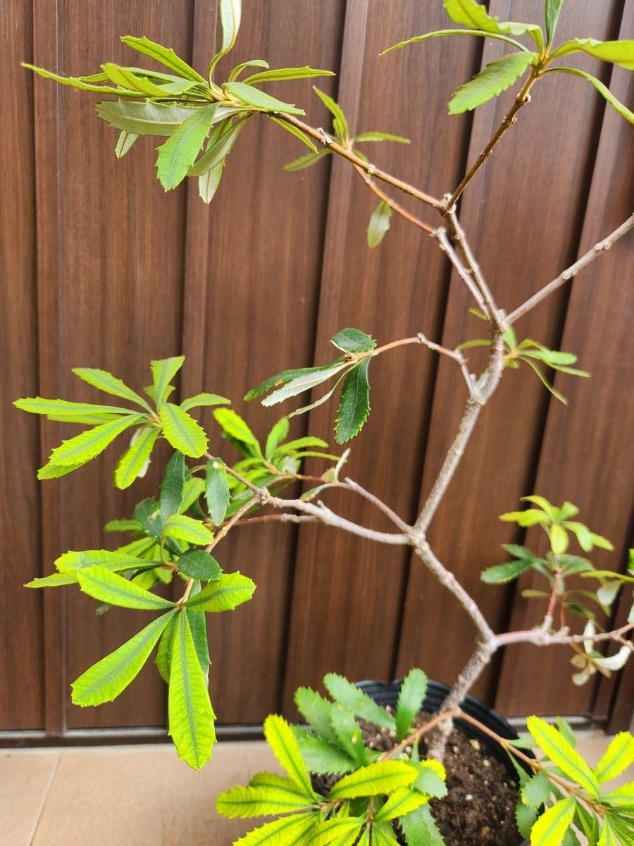 Amazon.co.jp: バンクシア パルドサ ポット苗 大苗 大株 レア品種